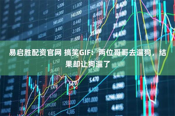 易启胜配资官网 搞笑GIF：两位哥哥去遛狗，结果却让狗遛了